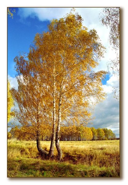 Береза летом и осенью