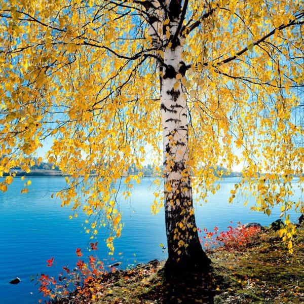 Береза осень