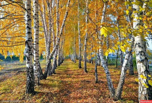 Береза осень