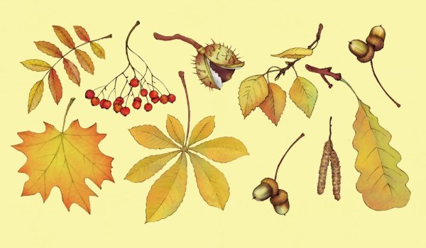 Деревья и плоды