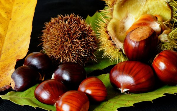 Каштан осенью