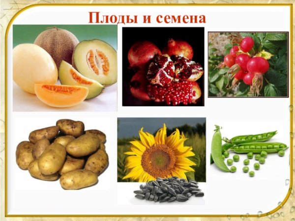Плоды и семена растений