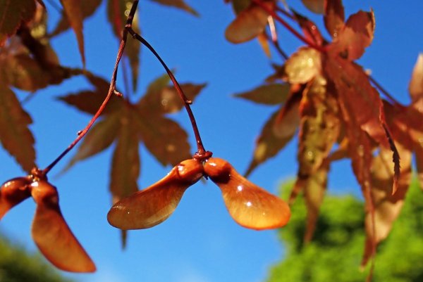 Семена Крылатки клена