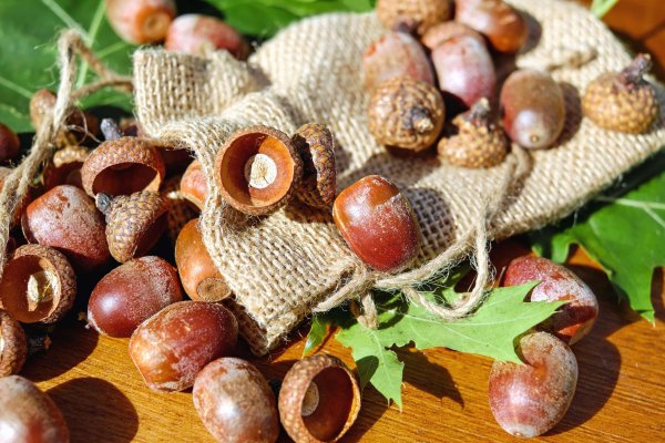 Плод дуба Желудь