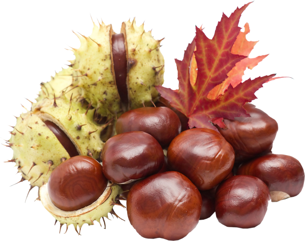 Каштан на белом фоне для детей