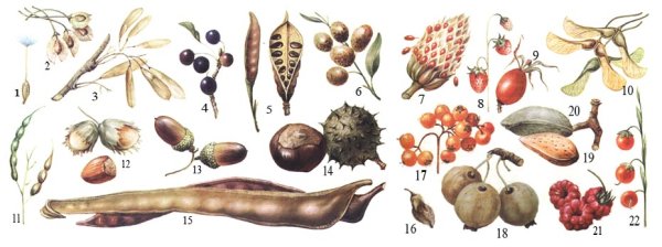 Плоды покрытосеменных растений