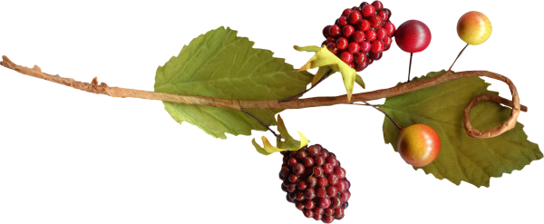 Плоды осенние на прозрачном фоне