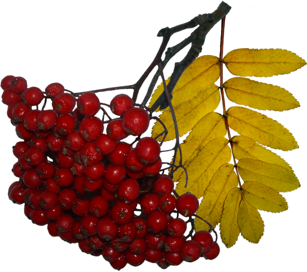 Кисть рябины