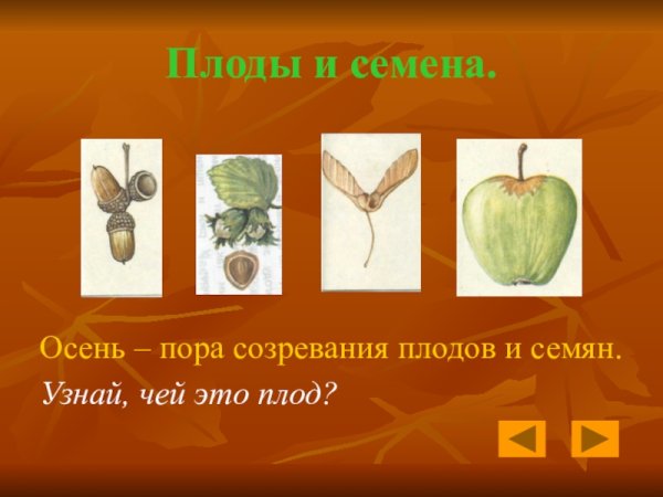 Созревшие плоды и семена растений