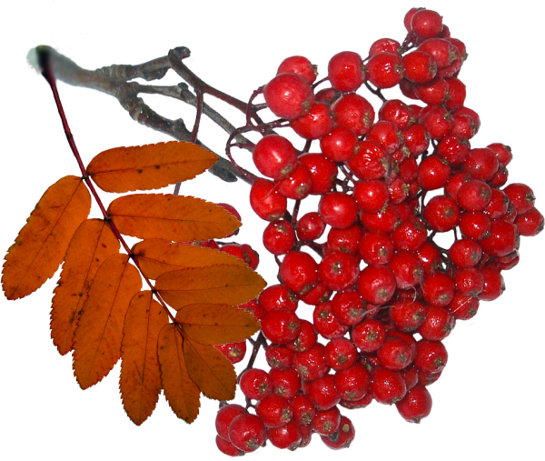 Гроздь рябины