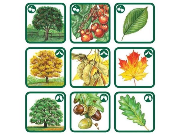 С какого дерева лист лото