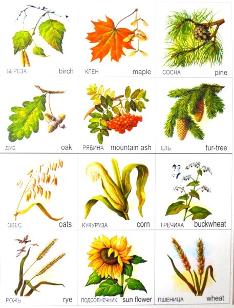 Листья деревьев с названиями