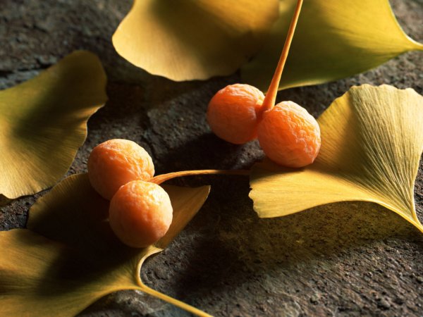 Семена гинкго билоба