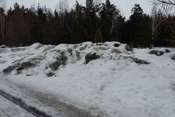 Грязный снег в лесу