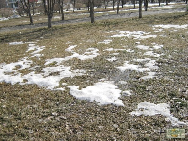 Трава после снега