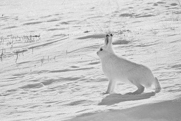 Заяц антарктический Беляк