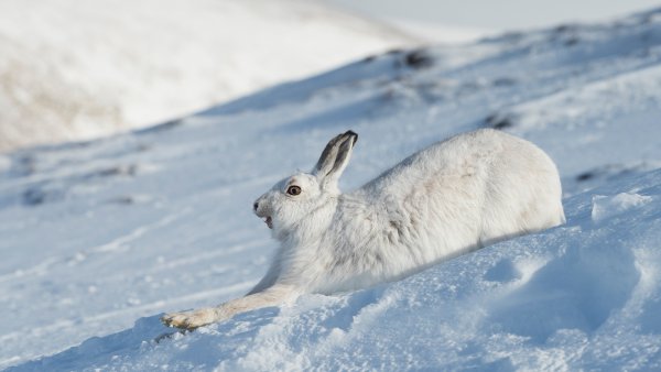 Заяц-Беляк Байкальский