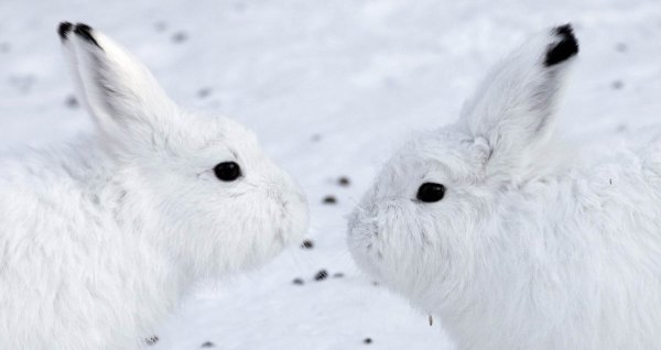 Заяц Беляк милый