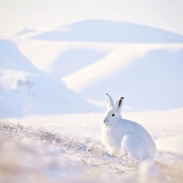 Баргузинский заяц Беляк