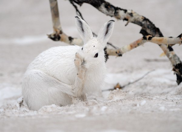Камчатский заяц Беляк