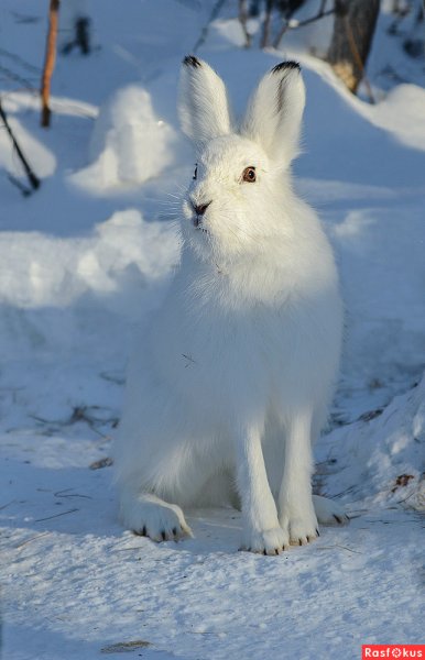 Арктический Беляк