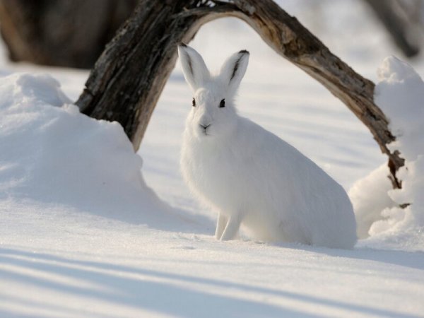 Заяц Беляк Камчатка