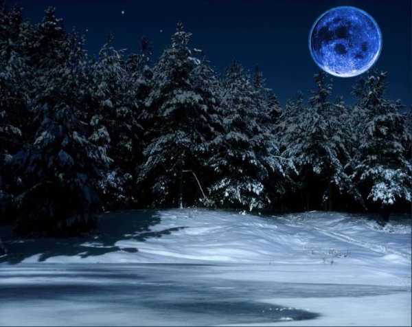 Ночной зимний лес