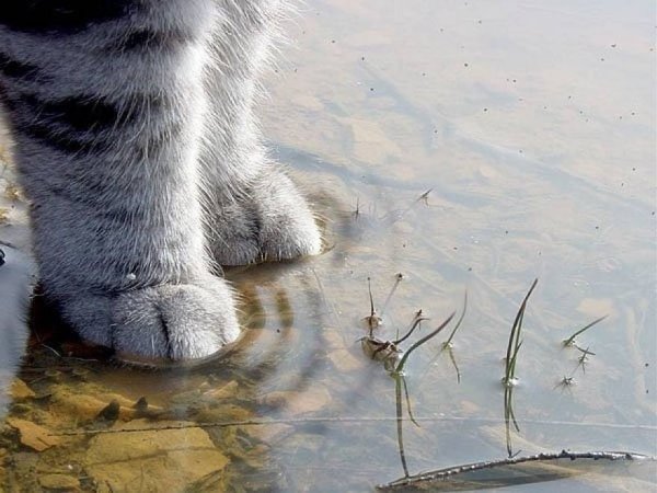 Кошка в луже