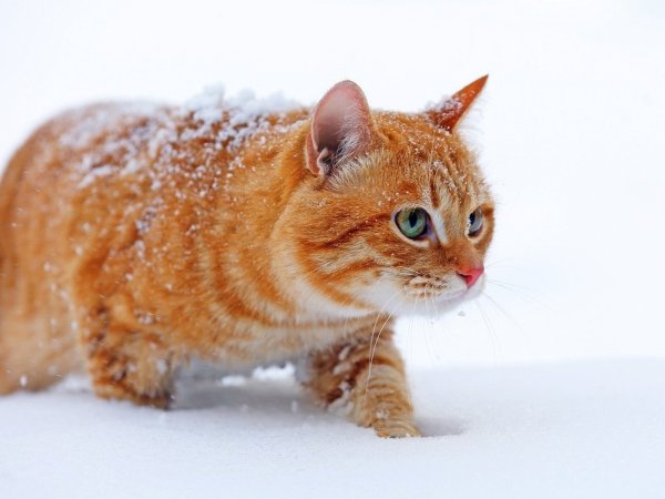 Рыжая кошка в снегу