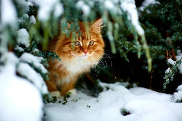 Рыжий кот в снегу