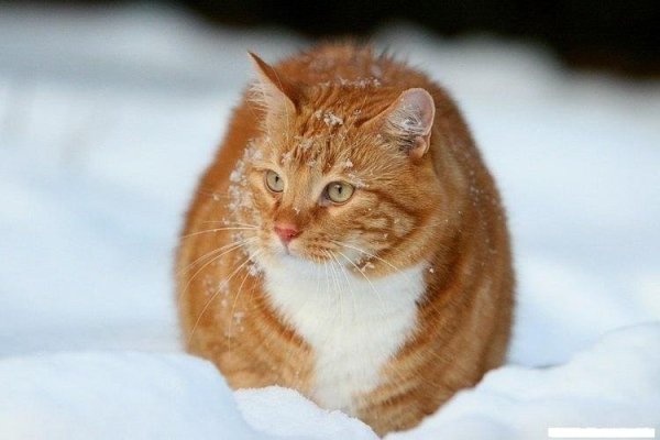 Рыжий котенок в снегу