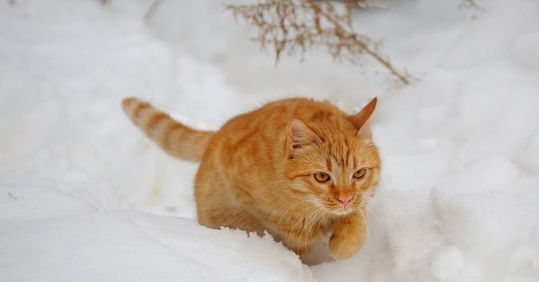 Рыжий кот зимой