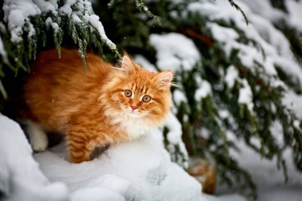 Рыжий пушистый кот зимой