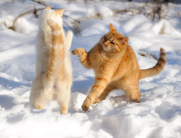 Первый снег и рыжий кот