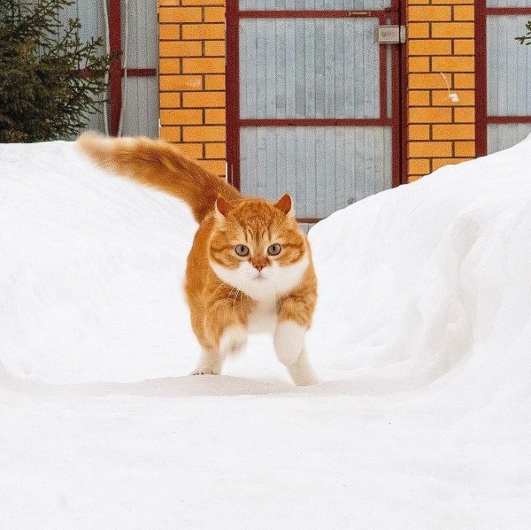 Рыжий кот в снегу