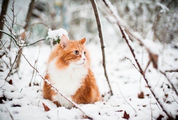 Кот в зимнем лесу