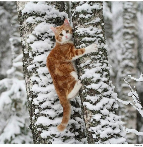 Рыжий кот в снегу