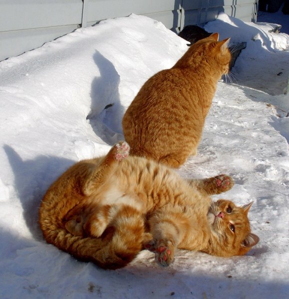 Рыжий кот в снегу