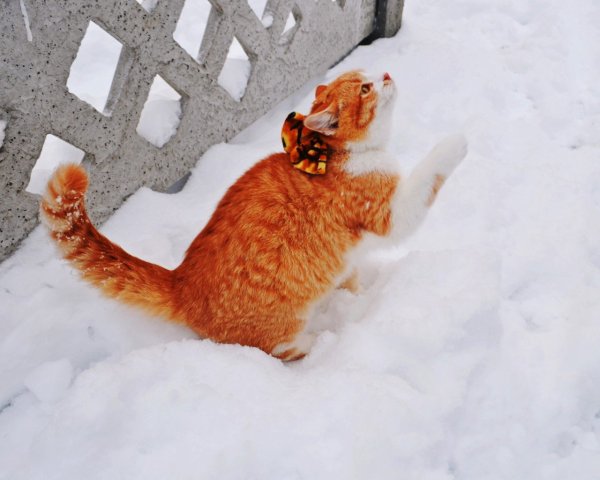 Рыжая в сугробе