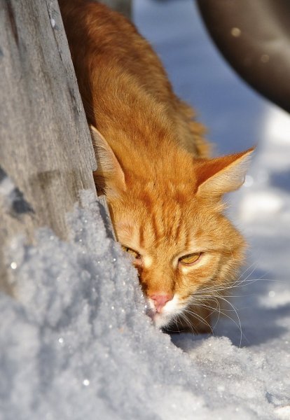 Рыжие коты зимой