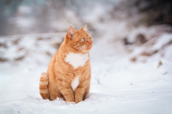 Рыжий кот сидит на снегу