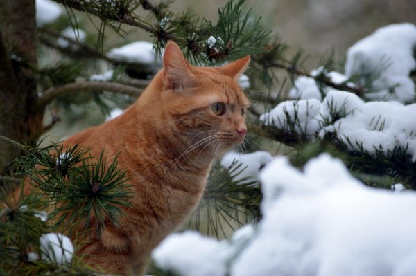 Рыжий кот зимой