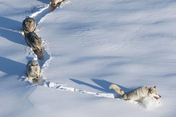 Стая Волков на снегу