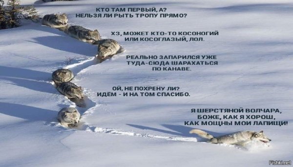 Шерстяной волчата Мем