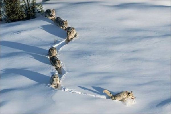 Волки идут по снегу