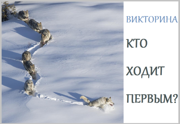 Шерстяной Волчара