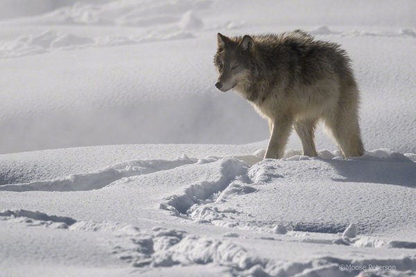 Шерсть волка зимой