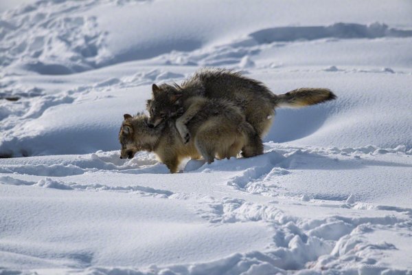 Бегущие волки в снегу