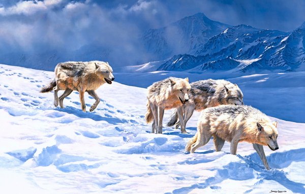 Волк зимой в горах