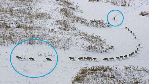 Волки идут по снегу